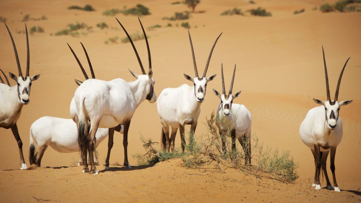Oryx in Dubai