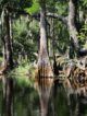 Everglades mangroven-landschap