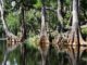 Everglades mangroven-landschap