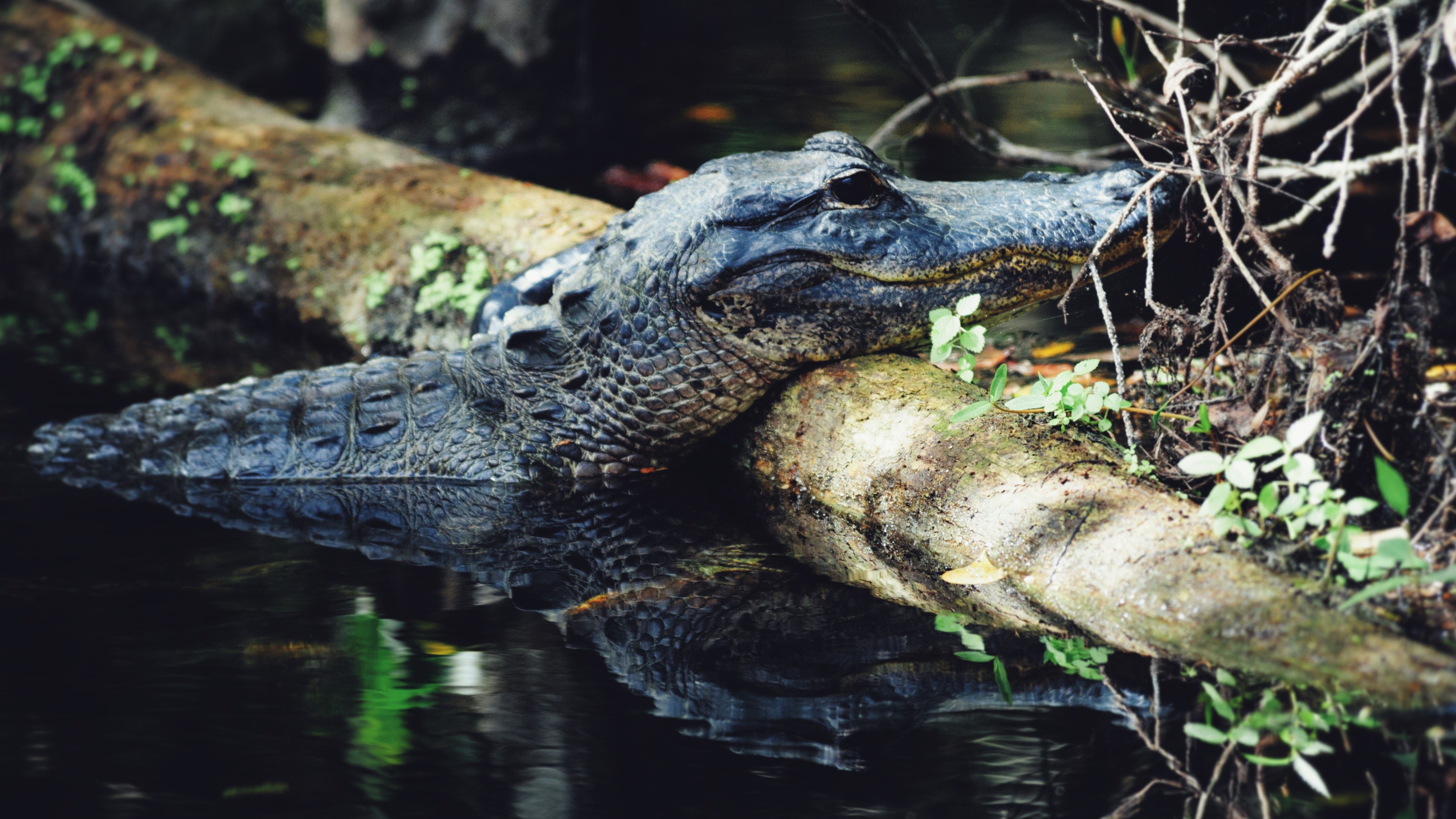 Krokodil verborgen in de Everglades