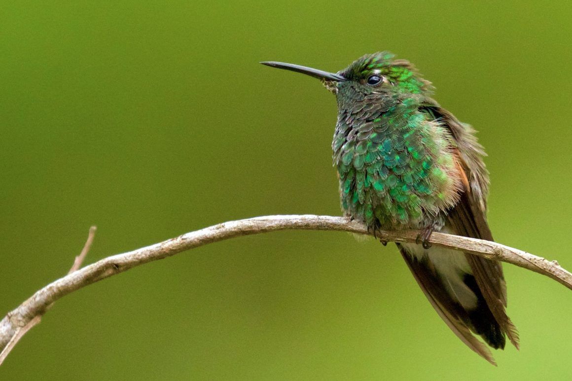 Hummingbird Garden