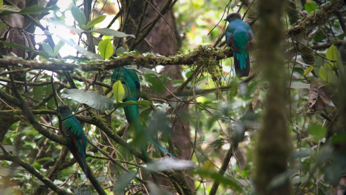 Quetzal in Costa Rica