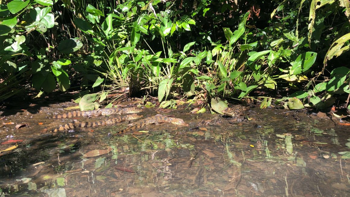 Krokodillen Costa Rica