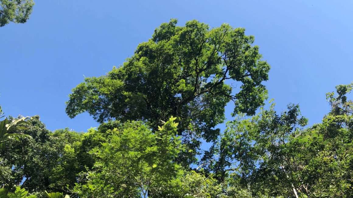 Bomen Tortuguero