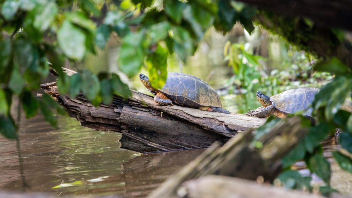 Schildpadden in Costa Rica National Park
