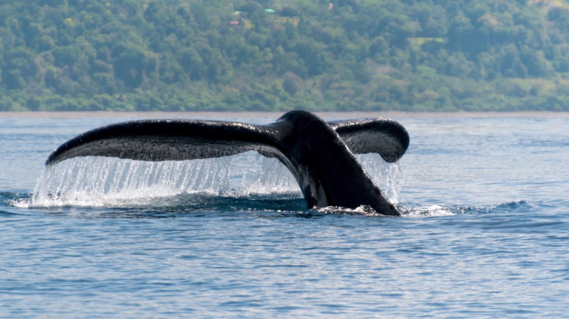 Costa Rica natuurpark