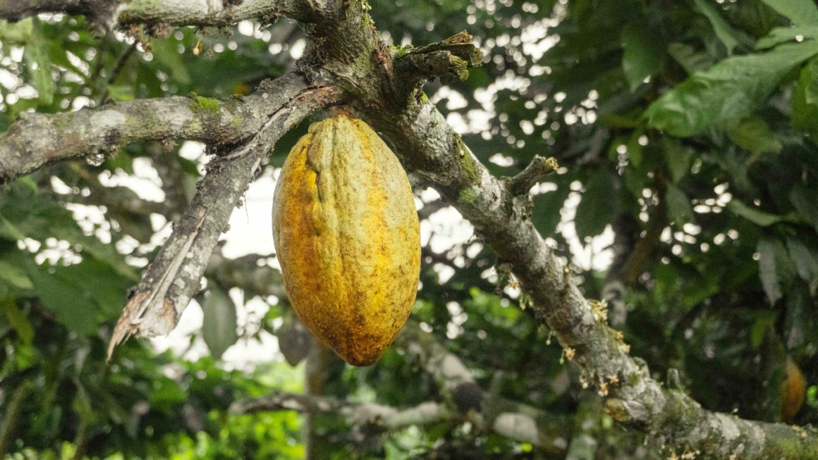 Cacaoplantage Puerto Viejo