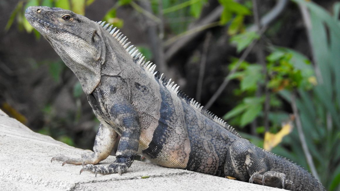 Iguana Costa Rica