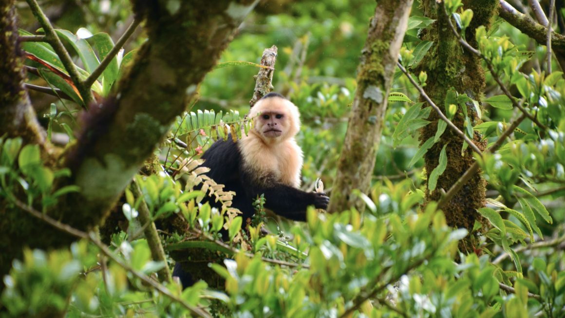 Alle Nationale Parken in Costa Rica