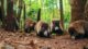 Dieren in Costa Rica's nationale parken