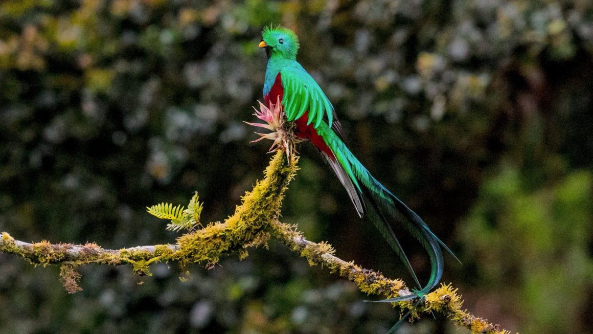 Quetzal (Dieren spotten in Costa Rica)