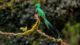 Quetzal (Dieren spotten in Costa Rica)