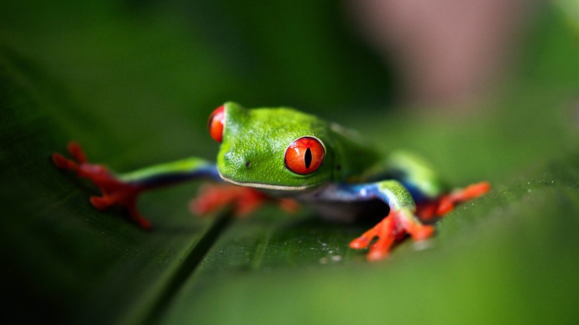dieren Costa Rica