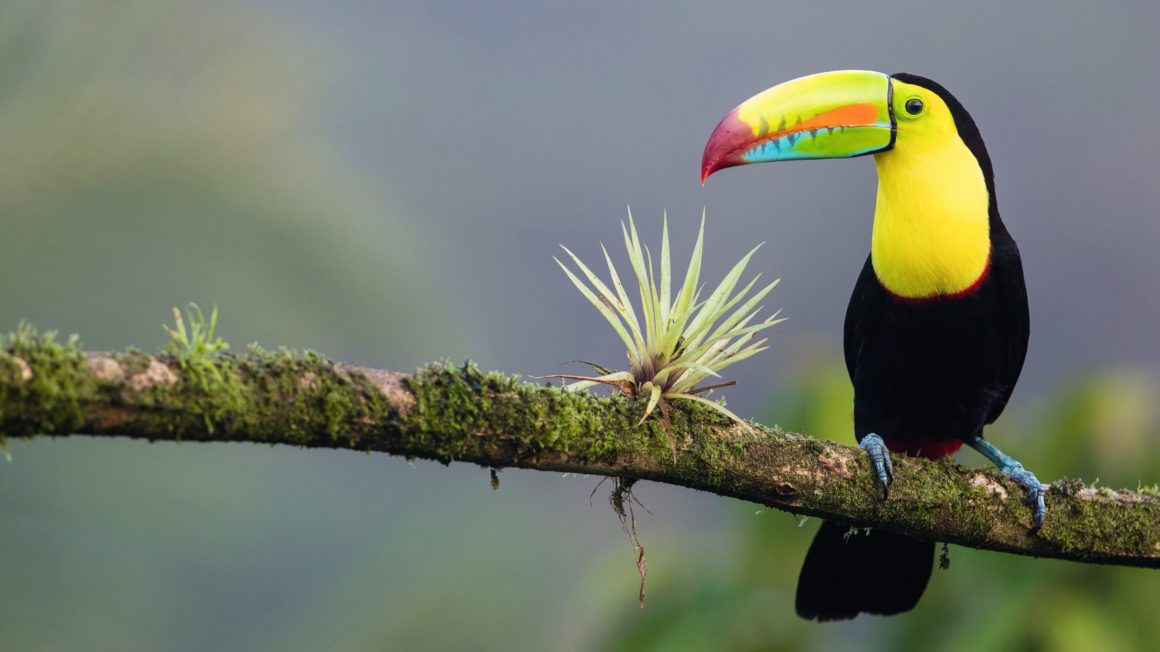 Toekan Costa Rica
