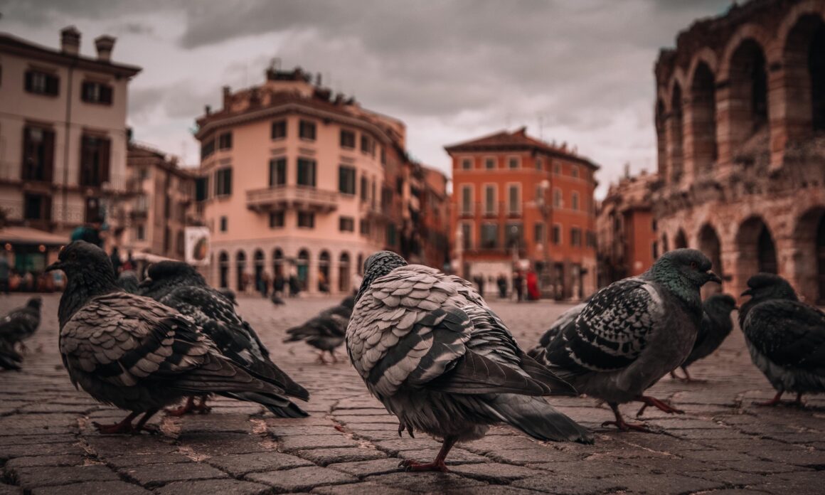 Duiven Verona