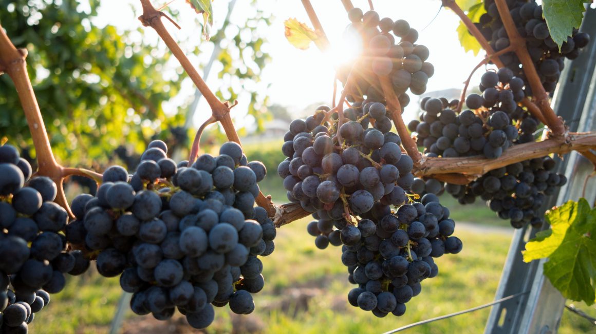 Valpolicella