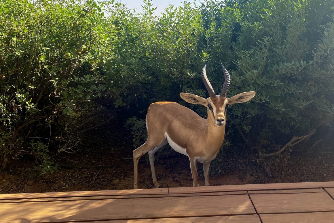 Wilde dieren in Al Maha